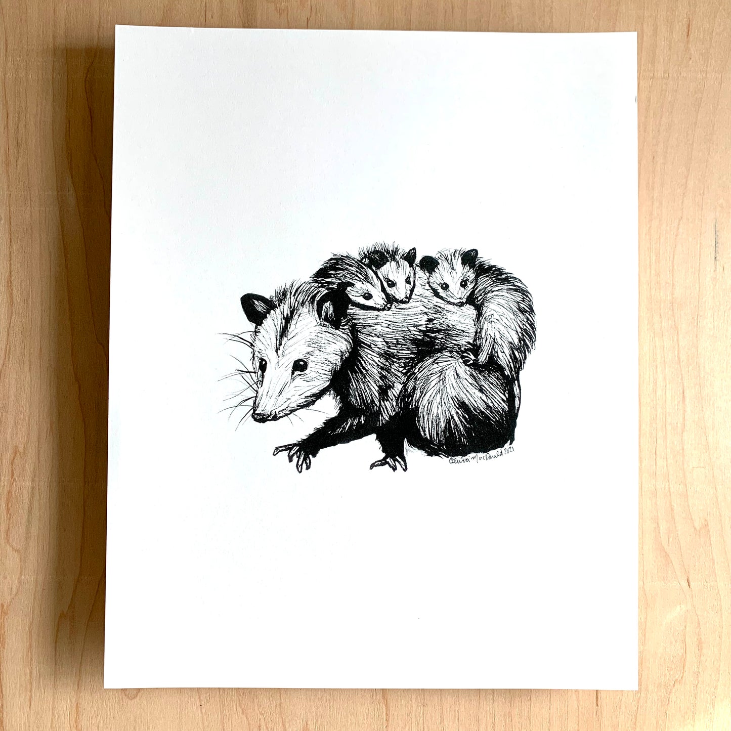 Possum Family